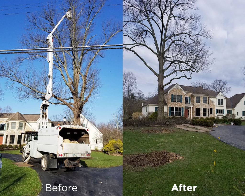 Tree Trimming - Scapes