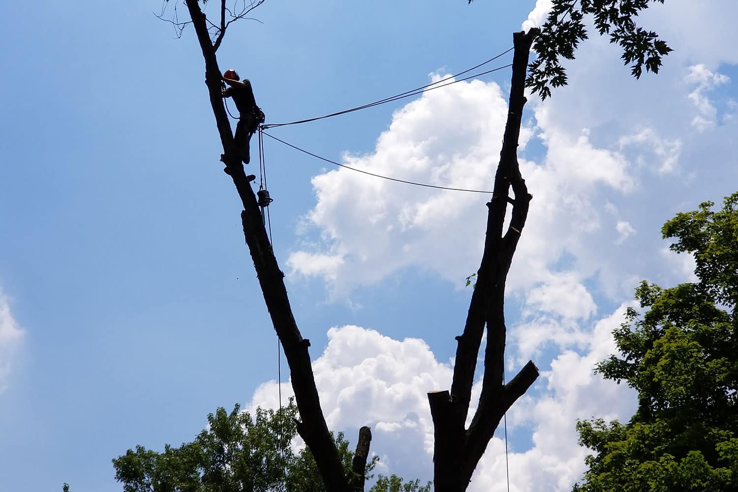 An arborist climbs a tall, partially cut tree using ropes and safety equipment. The silhouette contrasts against a bright blue sky with scattered white clouds, surrounded by the tops of nearby trees.