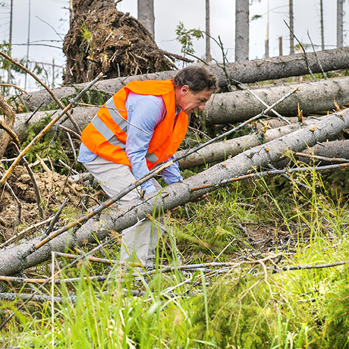 A worker wearing an orange safety vest examines fallen trees and debris in a forested area. The scene shows multiple uprooted trees, branches, and grass, indicating storm or natural disaster damage.